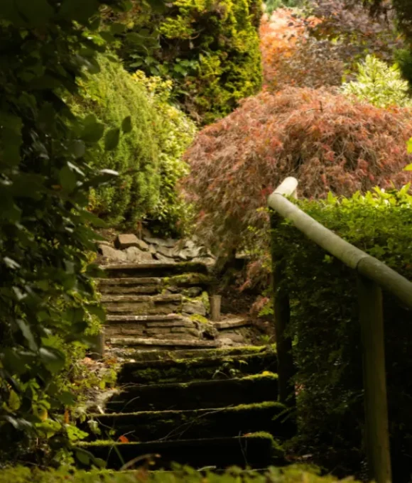 The Late Summer Garden 2026 Dingle Nurseries & Garden