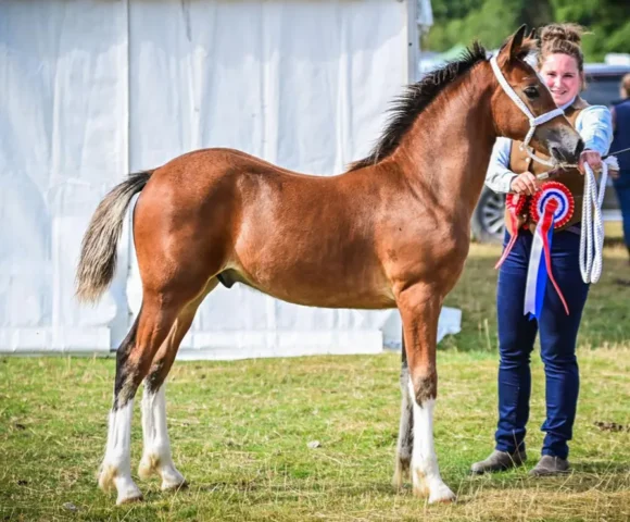 Action-packed Llanfyllin ‘Friendly Show’ Sets New Records