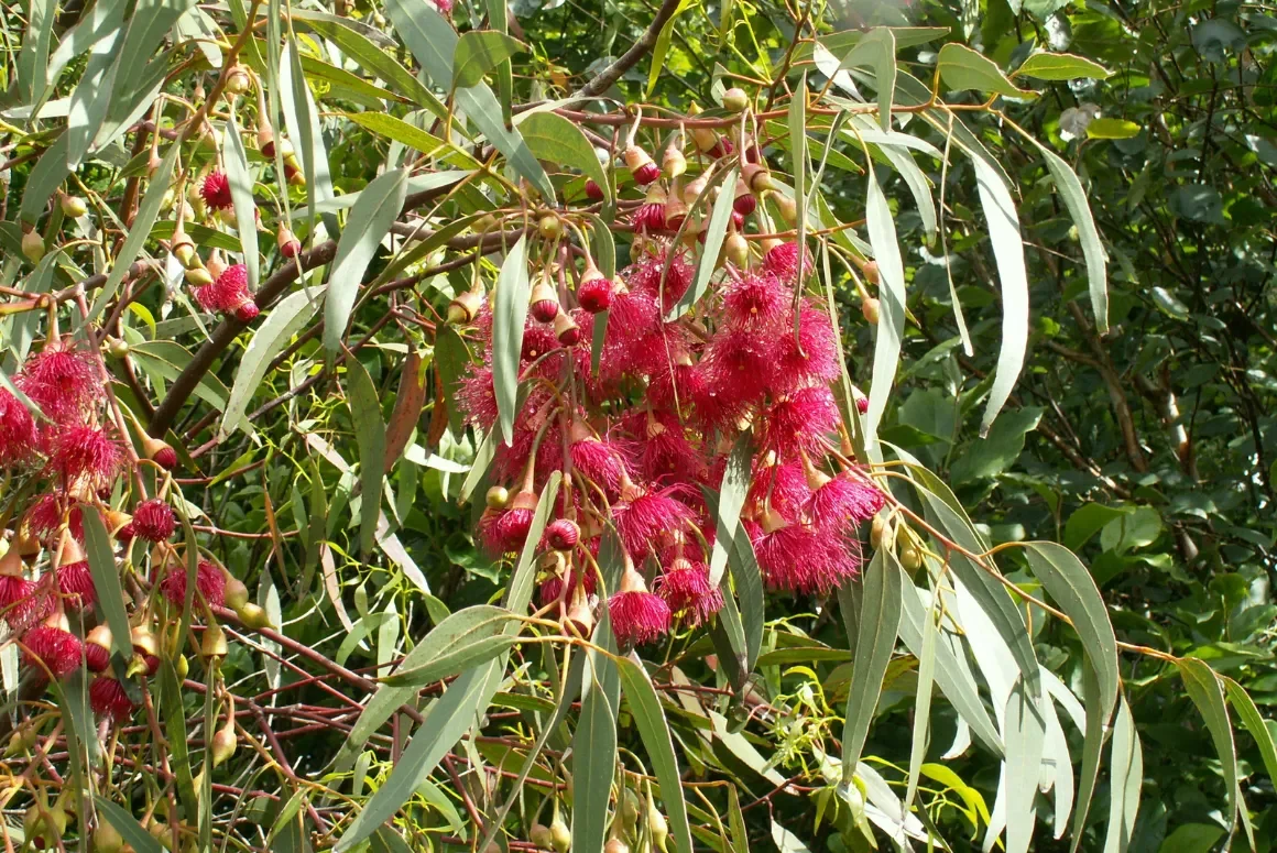 The Late Summer Garden 2026 Eucalyptus leucoxylon 'Rosea'