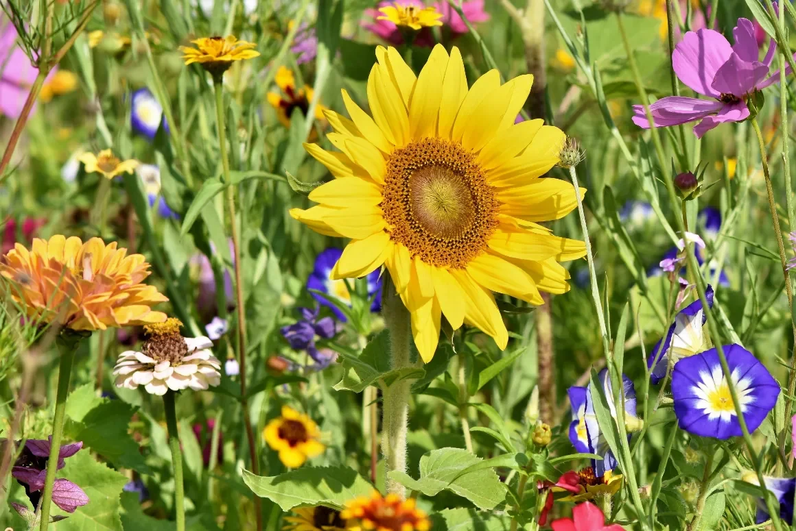 A Guide to Hosting Open Garden Events in Wales