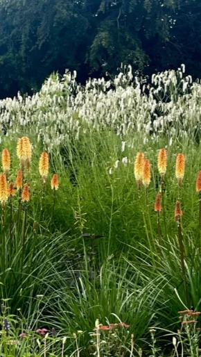The Late Summer Garden 2026 Highfield Farm