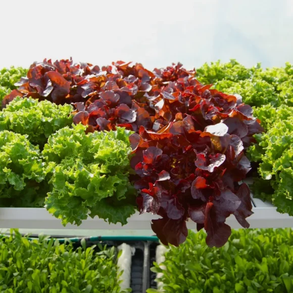 How Hydroponics Saved a Welsh Farm From Lead Pollution How Hydroponics Saved a Welsh Farm From Lead Pollution
