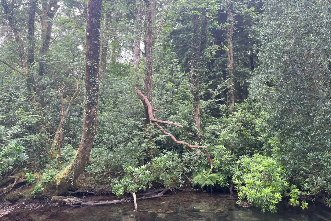 North Wales Rivers Trust: Restoration Round Up