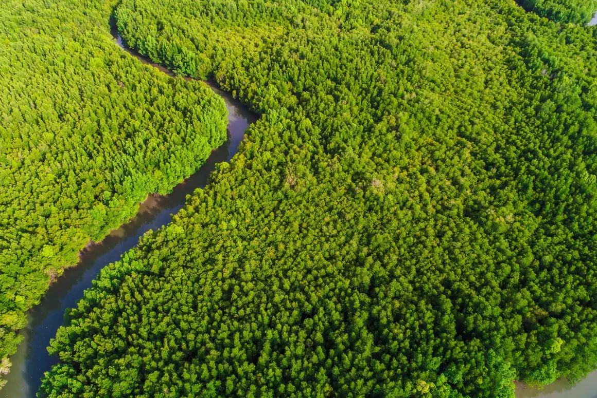 ‘Encouraging’ Rise in Global Mangrove Cover Despite Losses