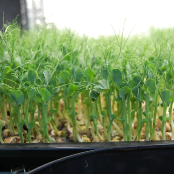 How Hydroponics Saved a Welsh Farm From Lead Pollution How Hydroponics Saved a Welsh Farm From Lead Pollution