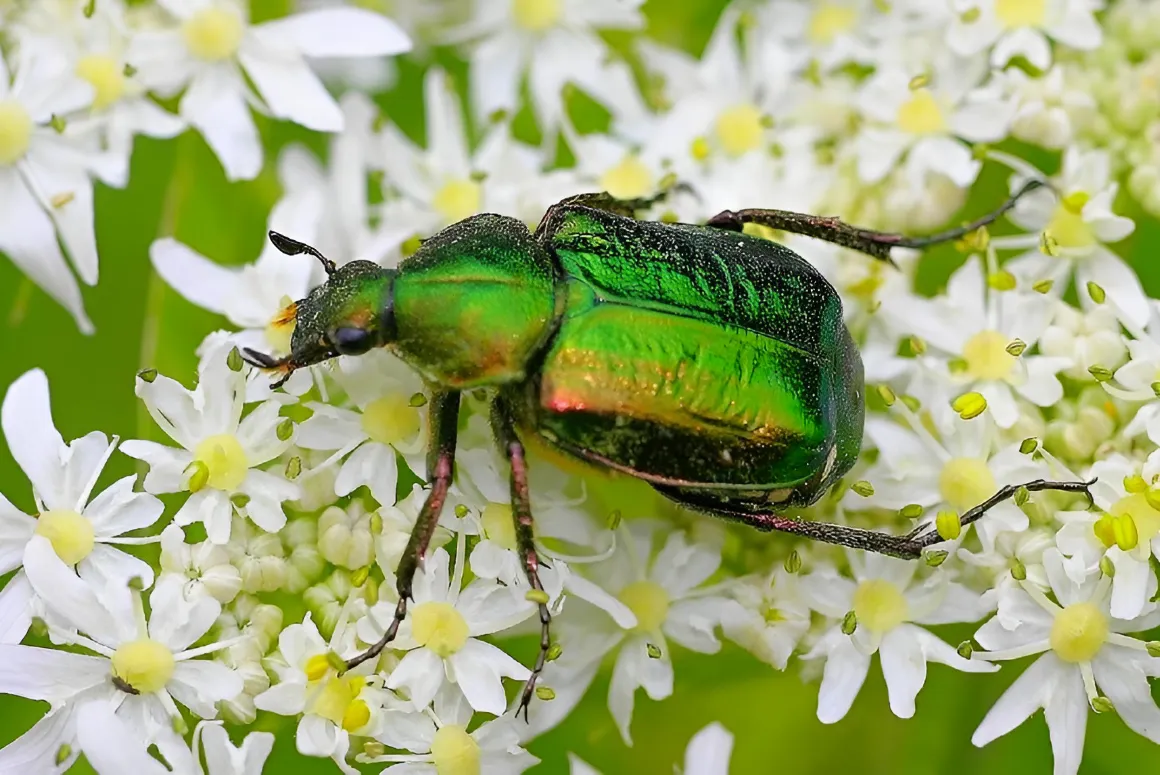 Protecting Rare Orchard Wildlife with New Conservation Project