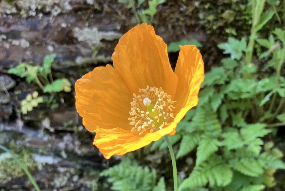 The Welsh Poppy