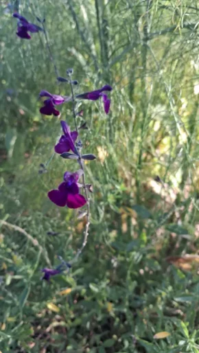 Scolton Manor Salvia 'Nachtvlinder'