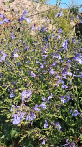 Scolton Manor Salvia aurita