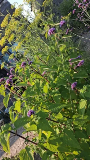Scolton Manor Salvia gesneriiflora with Verbena x bodnantense