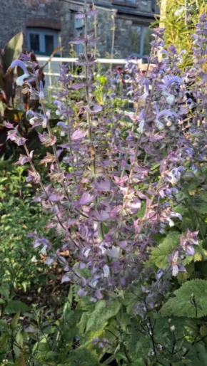 Scolton Manor Salvia turkestanica