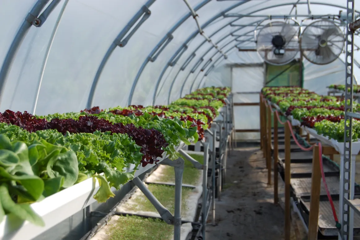 How Hydroponics Saved a Welsh Farm From Lead Pollution
