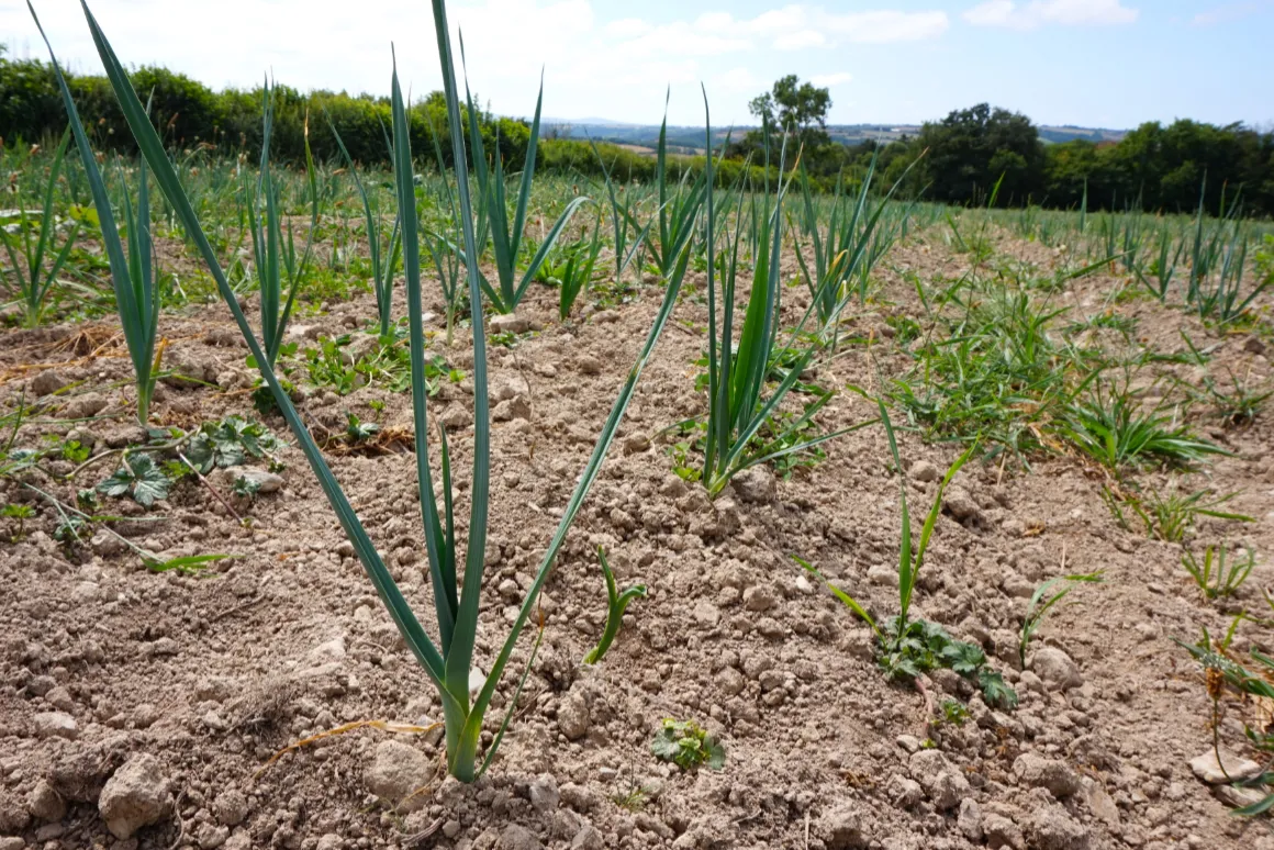 The leeks haven't grown since they were planted out