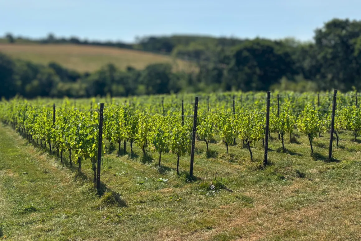 Velfry Vineyard - 2026 Catch Up Newsletter