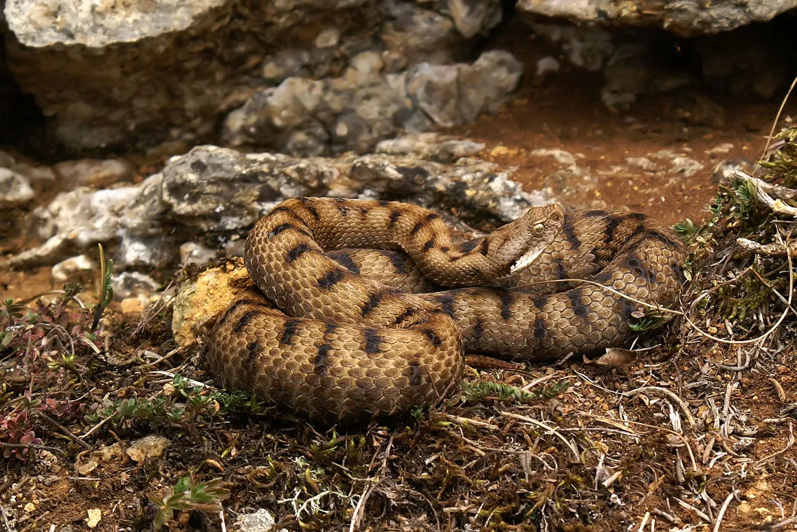 Pain Wasn't the Point: New Study Reveals Snake Venom Evolution