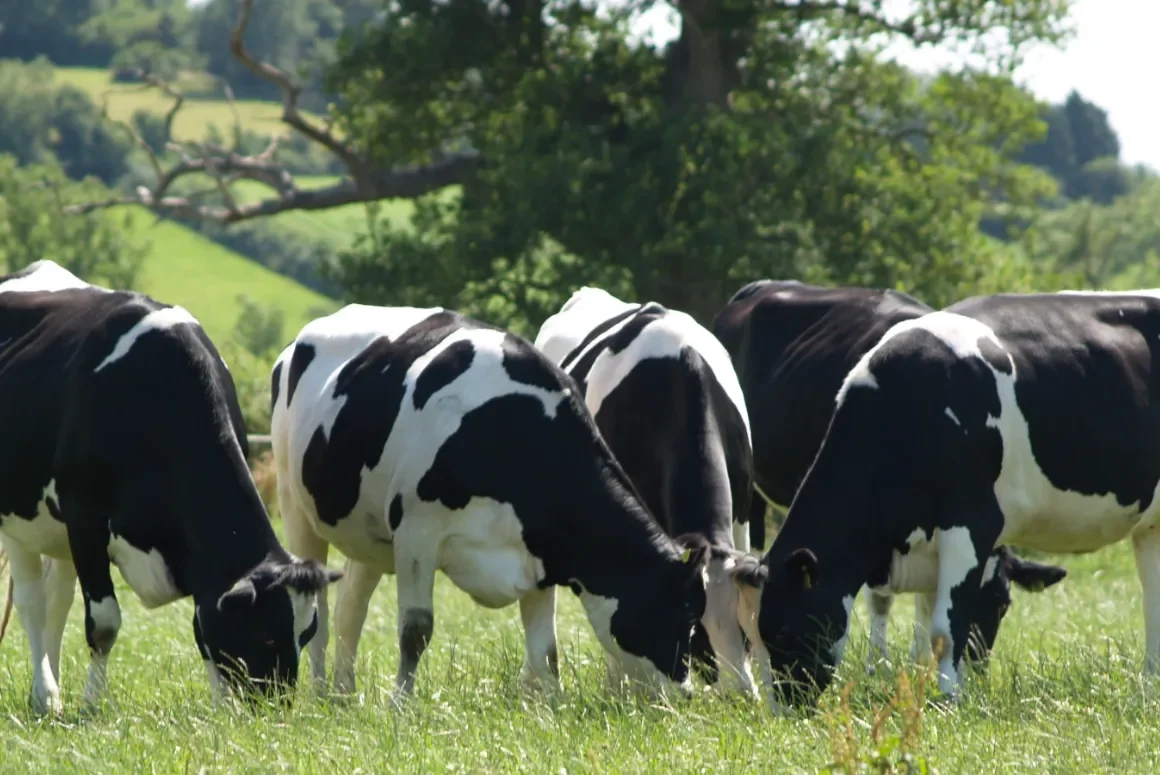 Pembrokeshire and North Wales Extend Bovine TB Projects