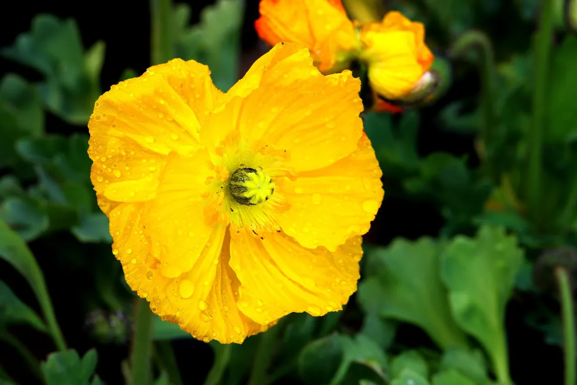 The Welsh Poppy