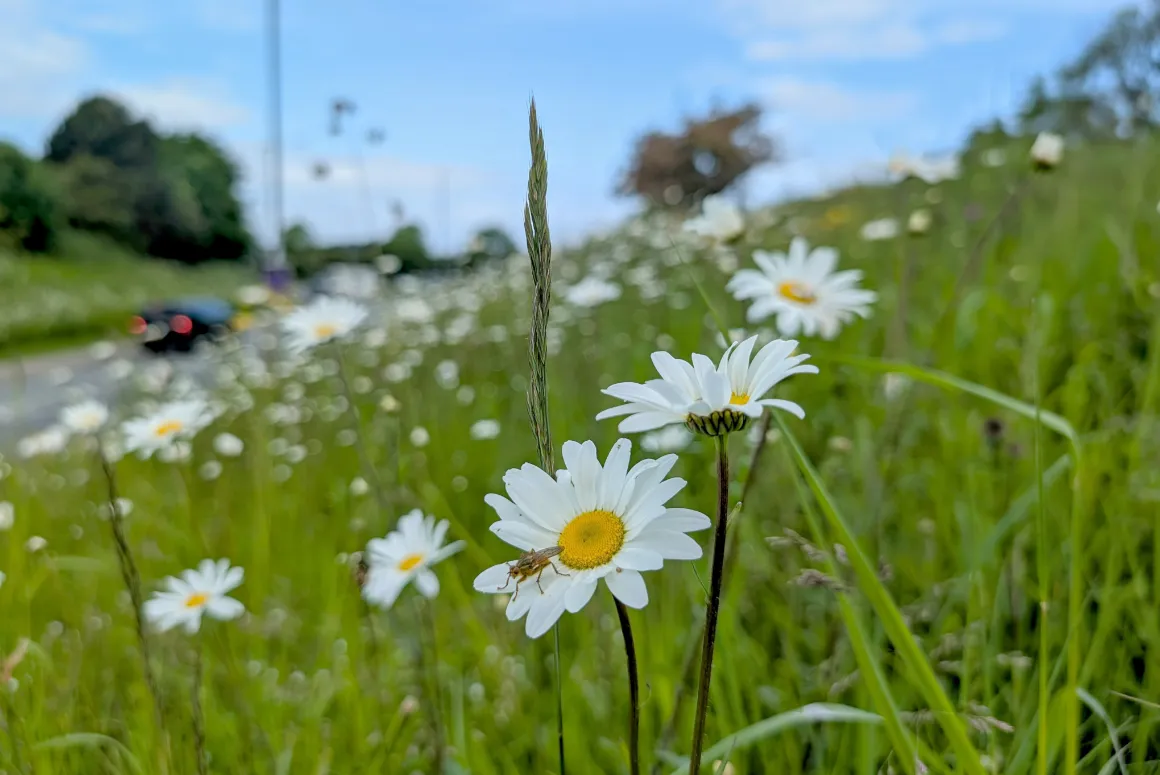 Nature Recovery Project Shortlisted for Welsh Government Award