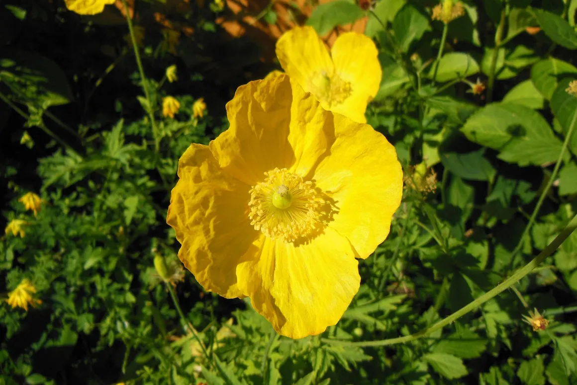 The Welsh Poppy