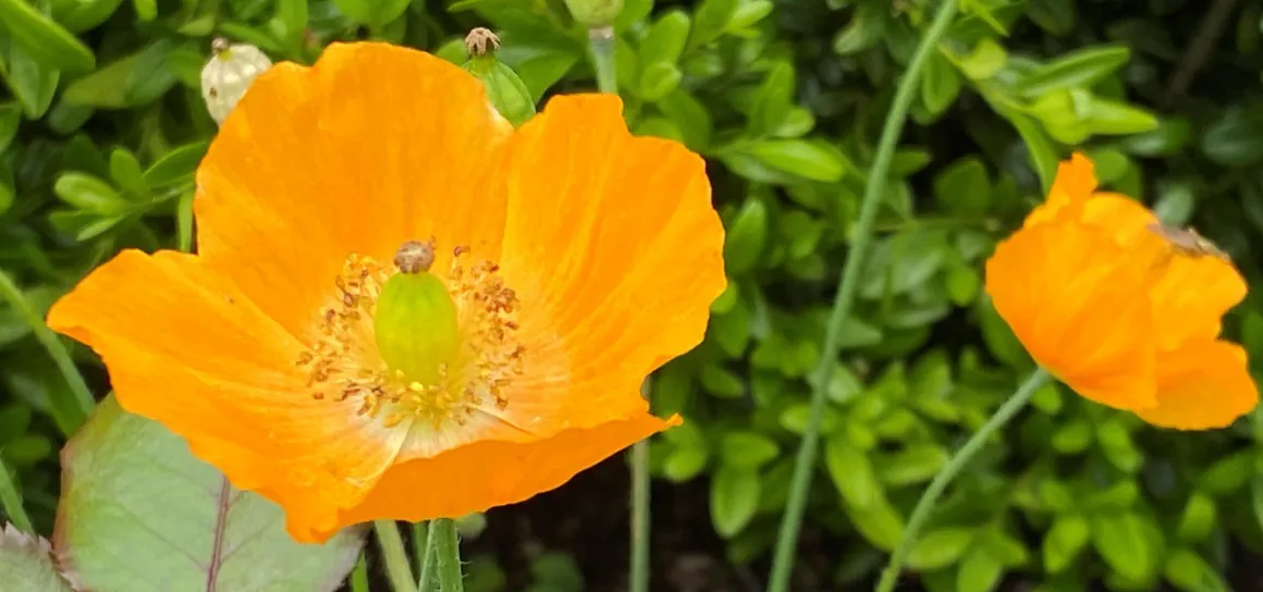 The Welsh Poppy