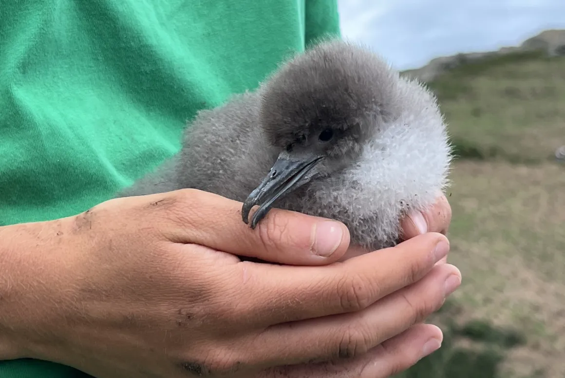 Seabirds’ Nocturnal Lives Revealed in New Artwork and Exhibition