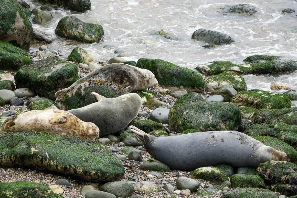 Have Your Say on New Protections for Seals and Hares