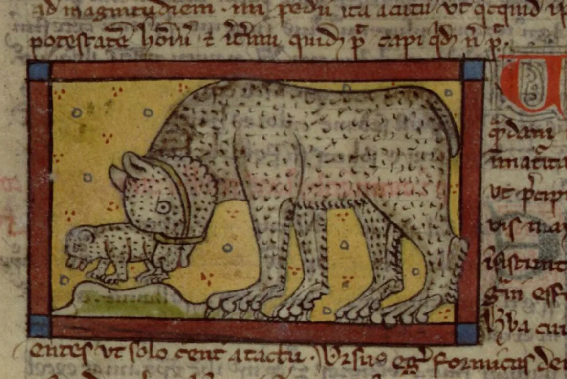 Bear Baiting Became More Common Following Norman Invasion