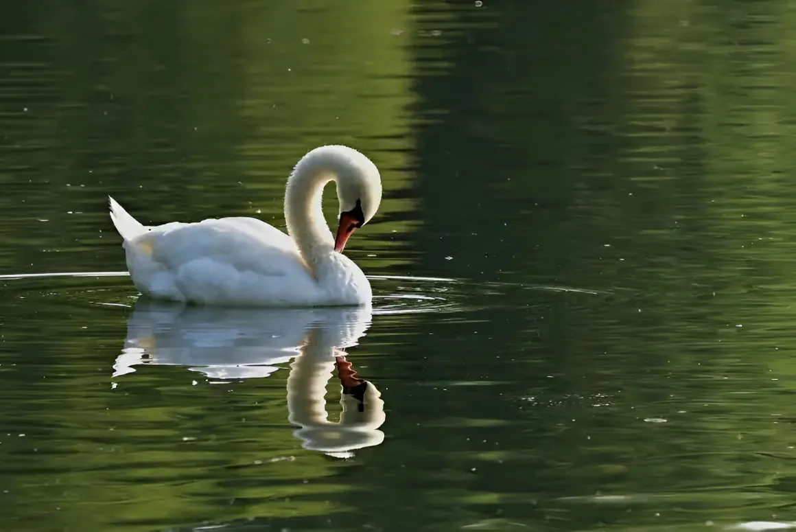 Concerns for Wildlife at Stryt Las Park