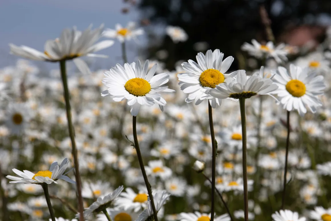 Seasonal Enhancement Work Set for County Meadows