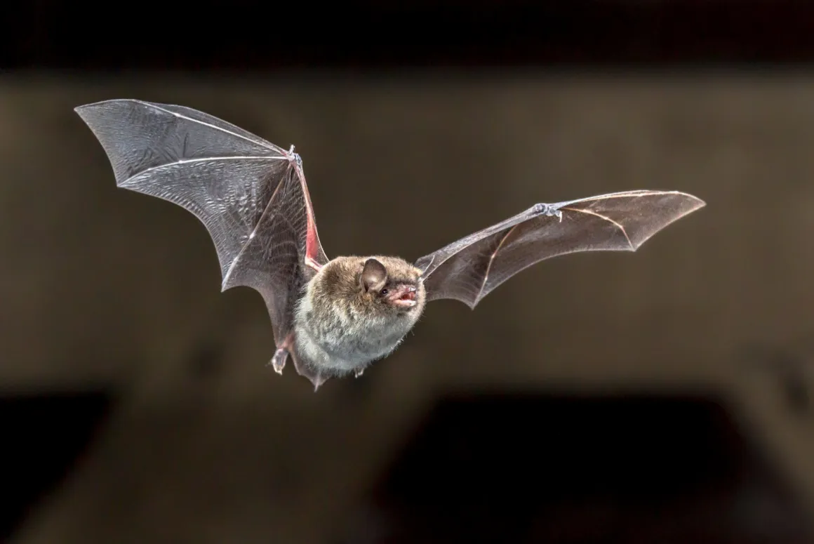 Montgomery Canal Bat Survey Turns Spooky
