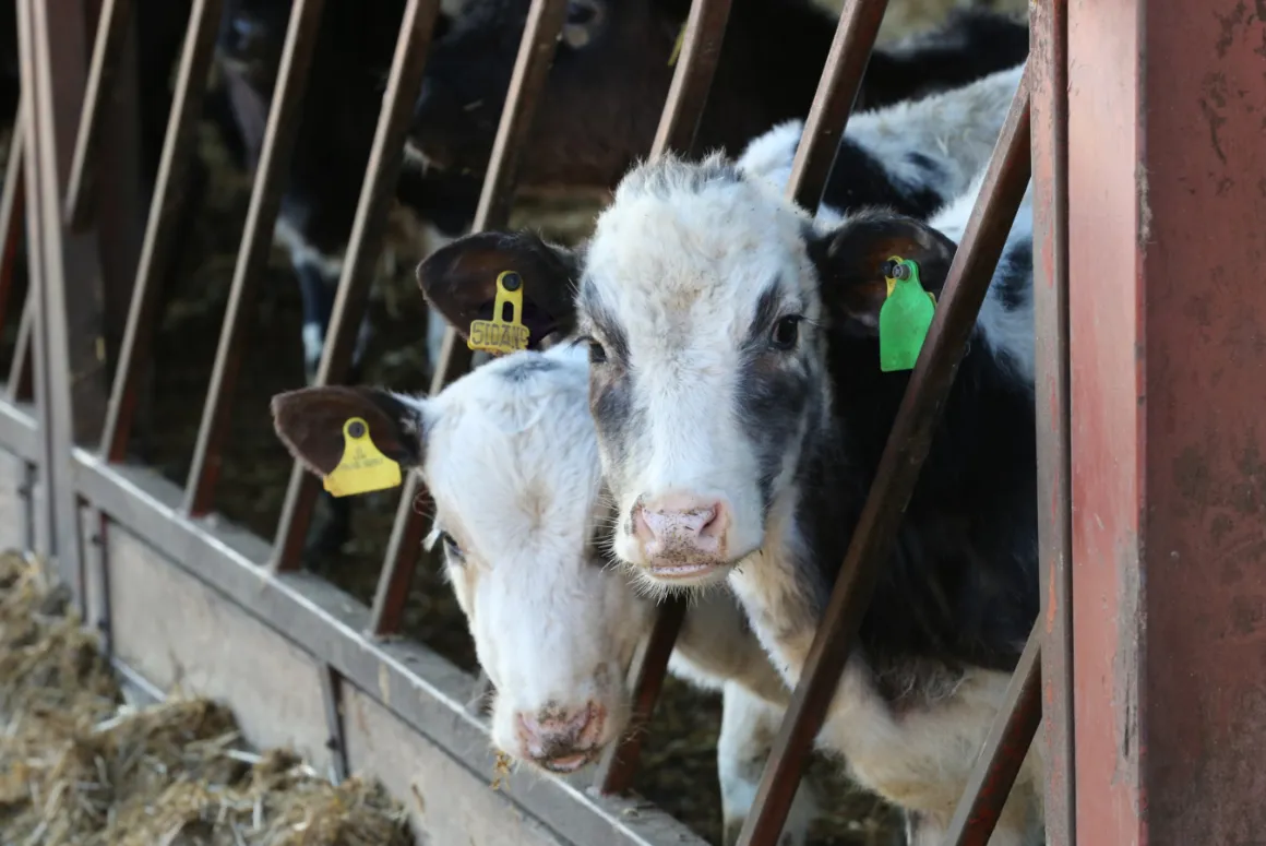 Bluetongue is Confirmed on Nearly 500 Farms in Wales