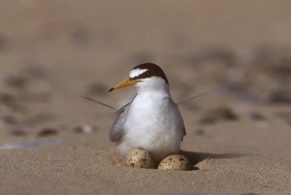 Little Terns Thrive at Gronant Thanks to Conservation Efforts