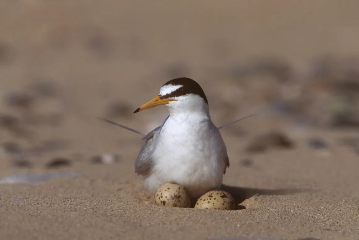 LITTLE TERN WITH EGGS