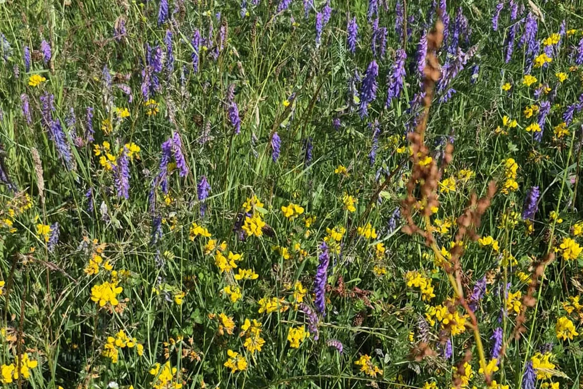Nature-Friendly Farms Bounce Back from Drought