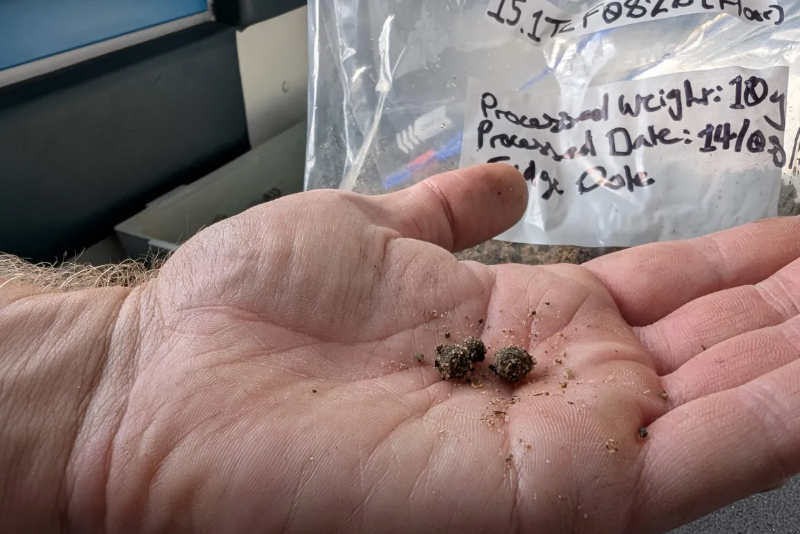 Historic ‘Tea Tree’ Set to Comeback Through Denbighshire Project