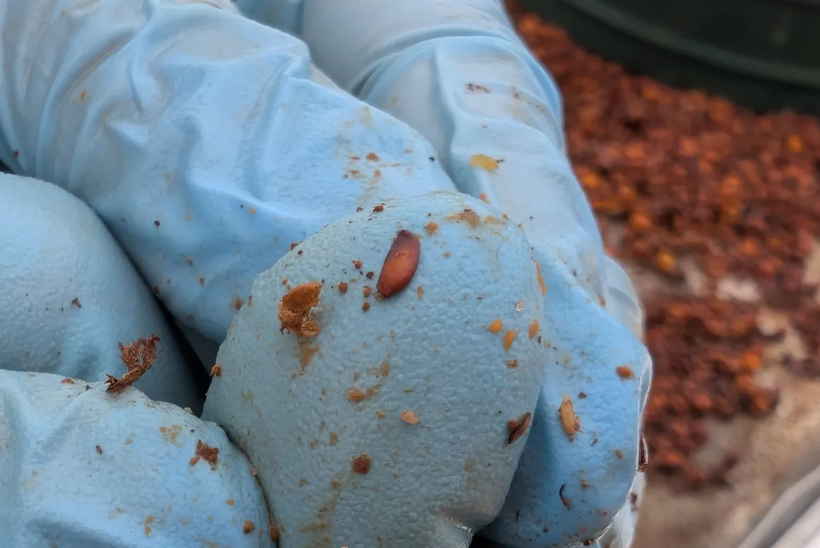 Nursery Gives New Protection to Age Old Protector of People