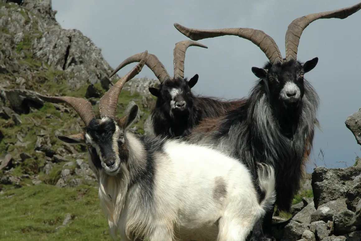 Walking in Wales: The Cwms of Y Glyderau